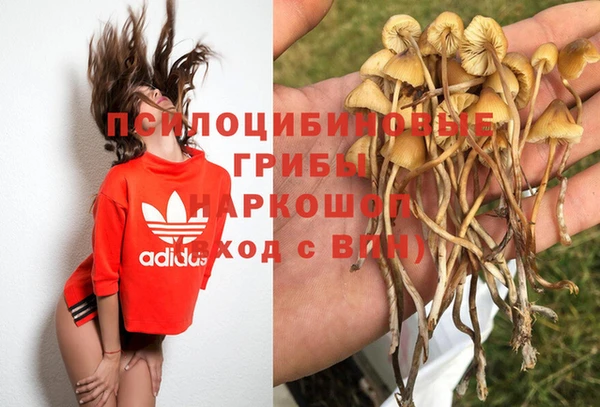 сатива Беломорск
